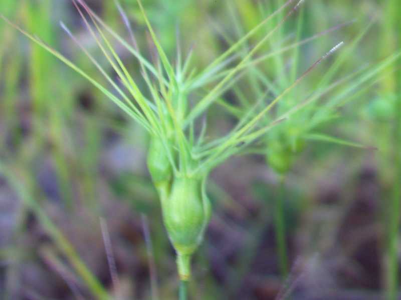 Aegilops geniculata